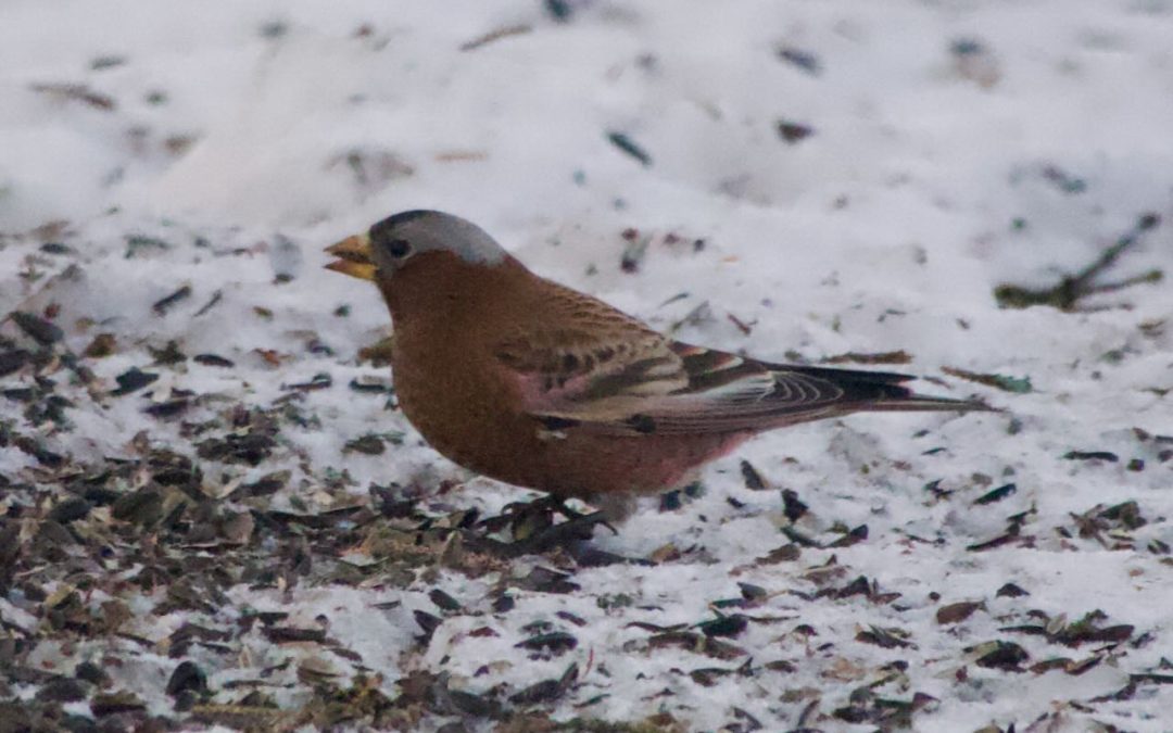 Week 1 Canada 400 Begins