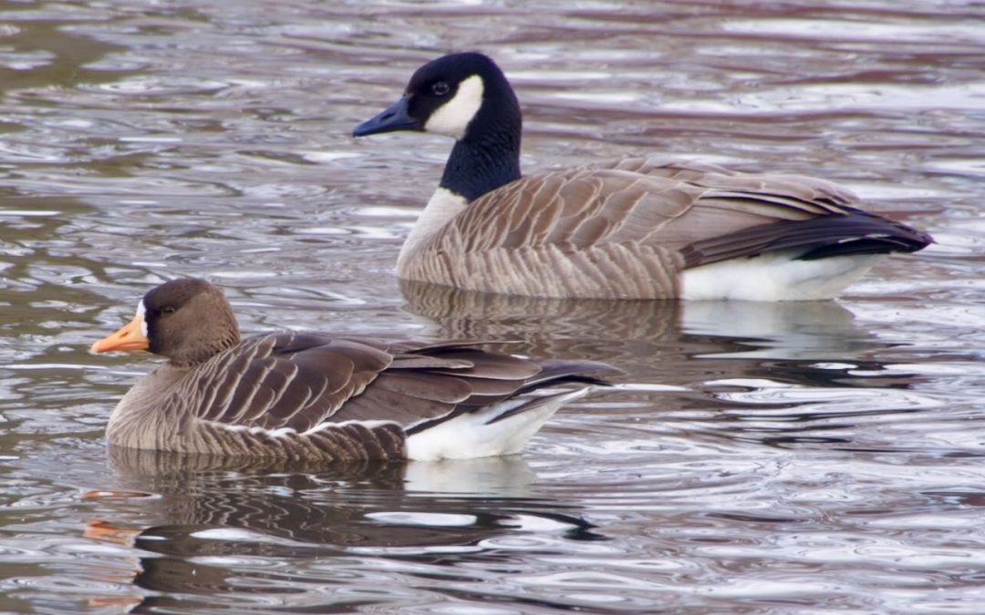 Week 3 Duck, Duck, Goose
