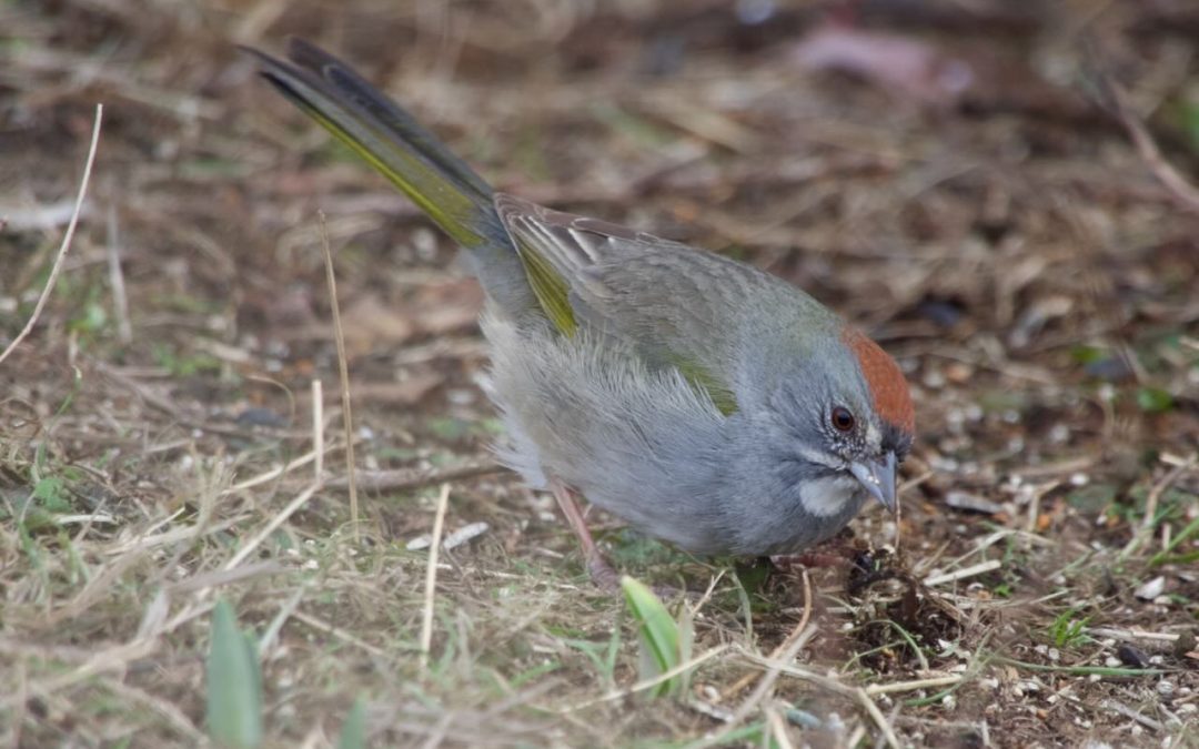 Week 5 British Columbia Part 1