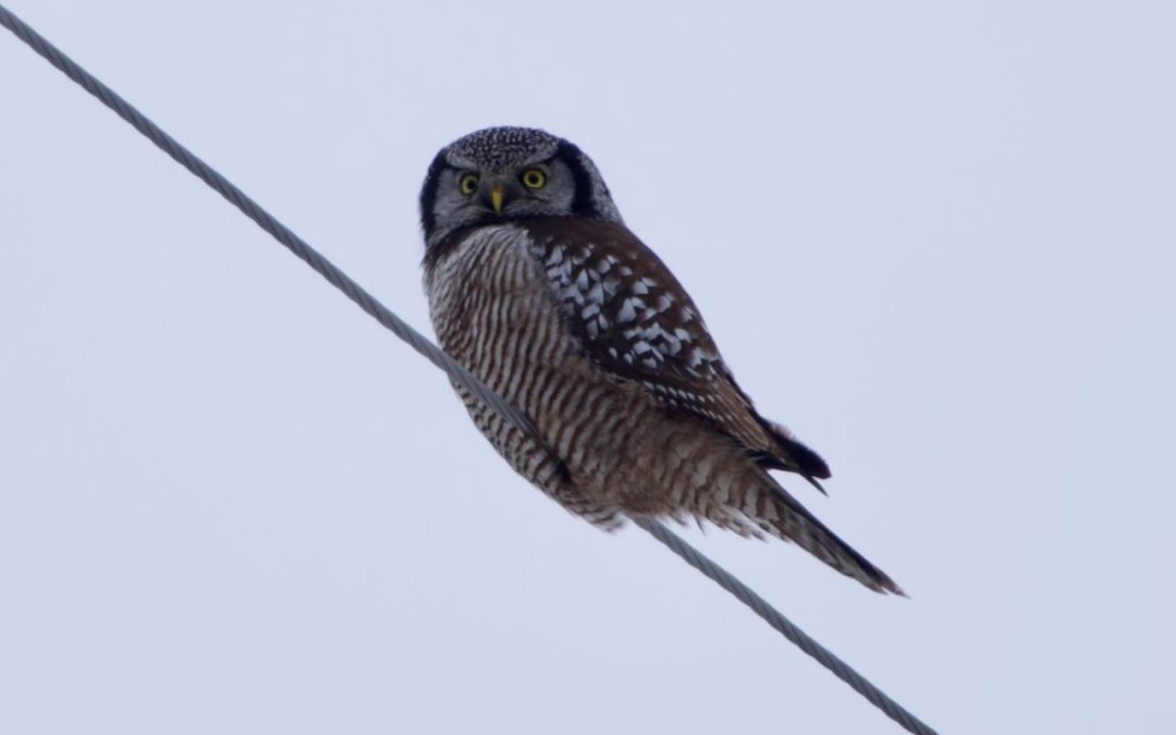 Week 6 Frigid Vancouver