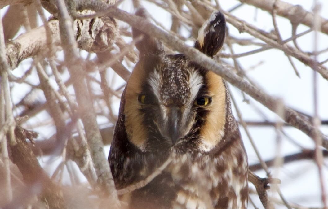 Week 8 & 9 I Found Owls!