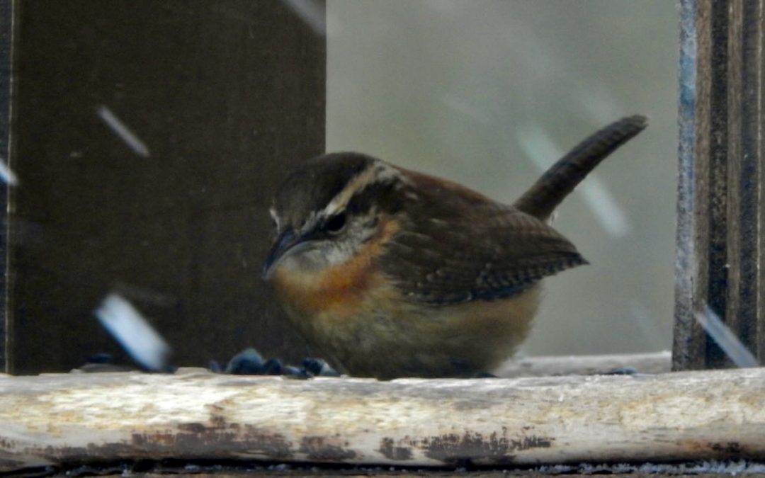 Week 7 Backyard Birding
