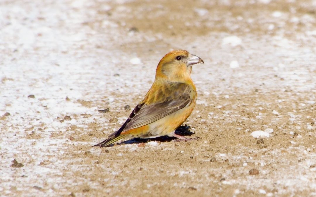 Week 10 The Dregs of Winter