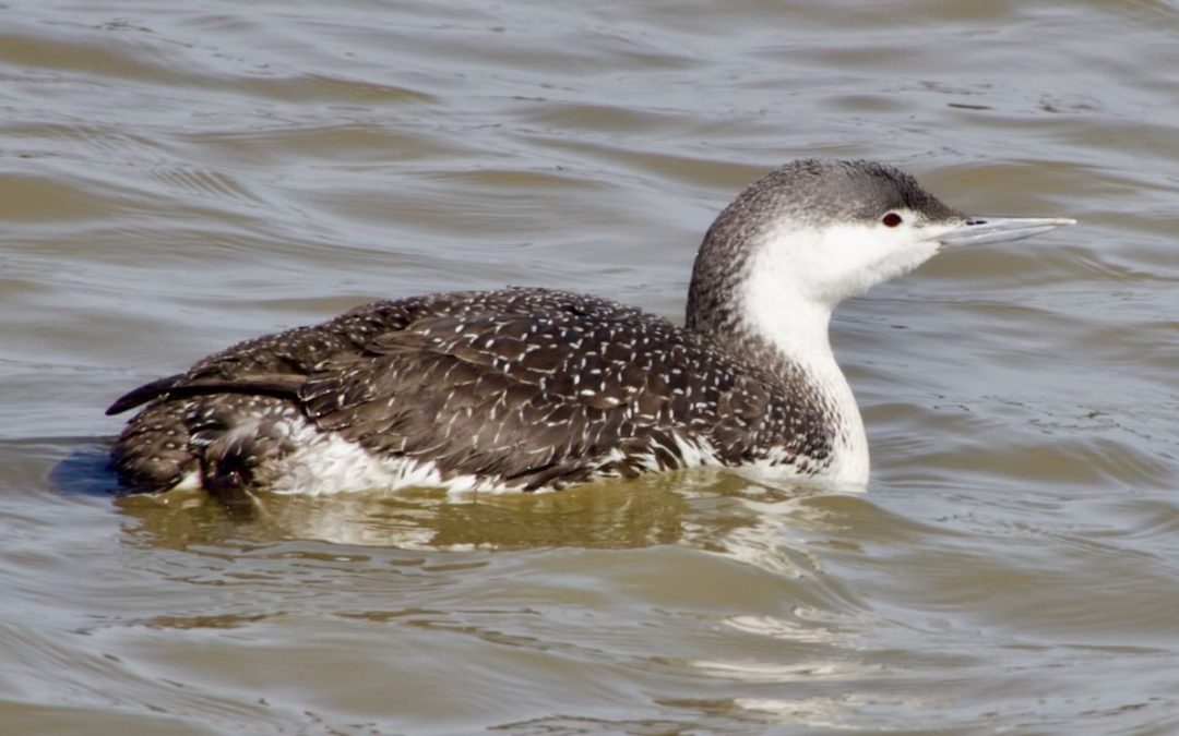 Week 11 Slow and Steady