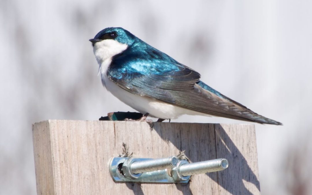 Week 12 Ummm, Spring? with a heap of Winter