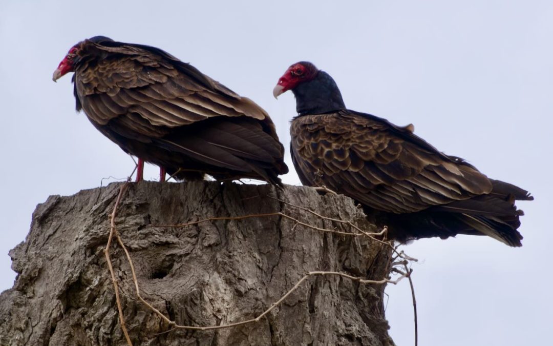 Week 13 & 14 Finally! some birds!