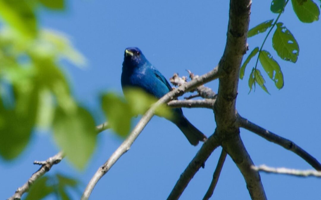 Week 22 -Migration wind down