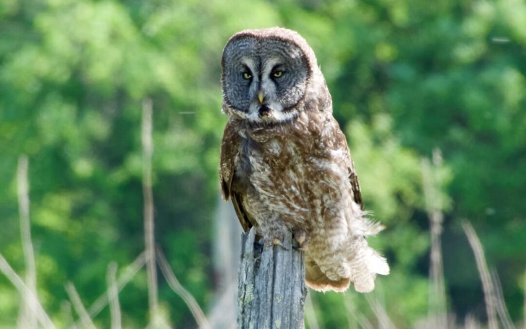 Week 23 Part 1-Rainy River Delivers!!!