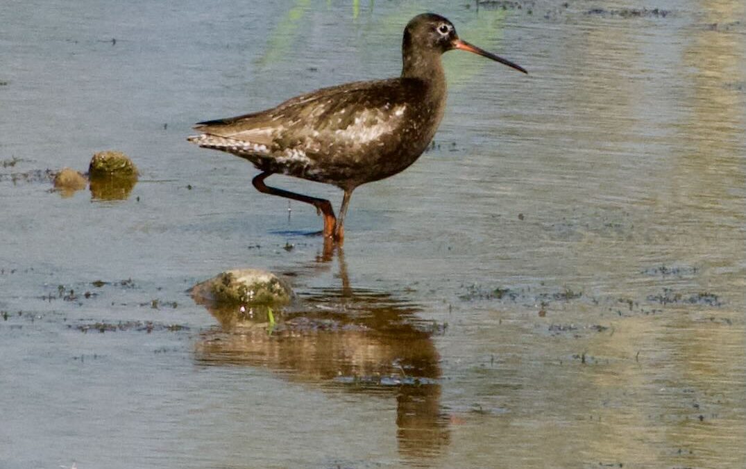 Week 32 and 33 Bird of the Year?