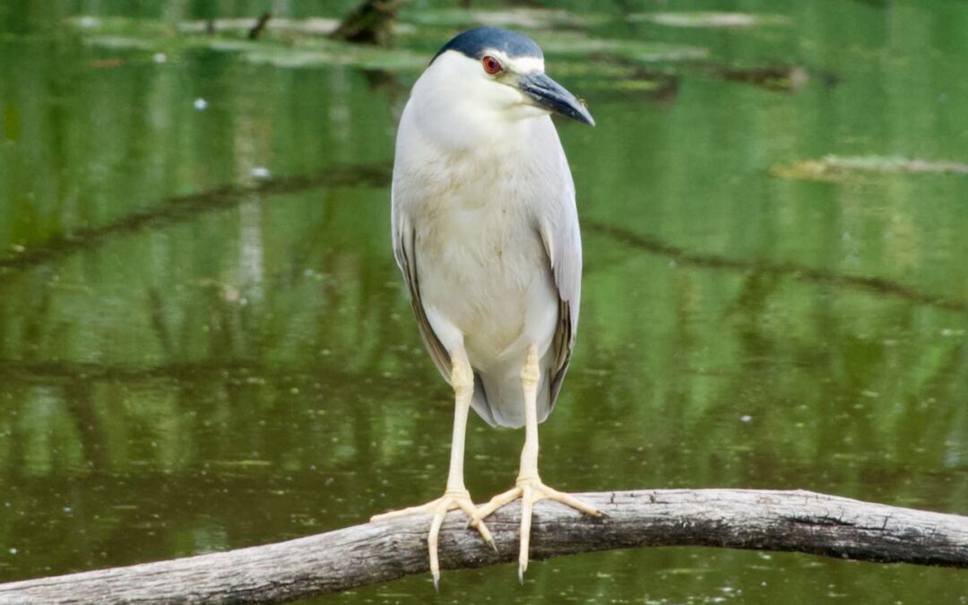 Week 31 The Quiet Days of Summer