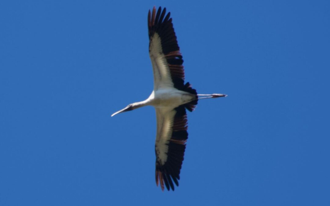 Week 36 EAST and a FEAST of BIRDS