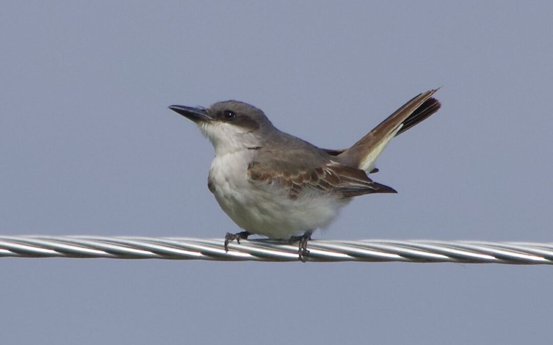 Week 43 Rarity Week 2