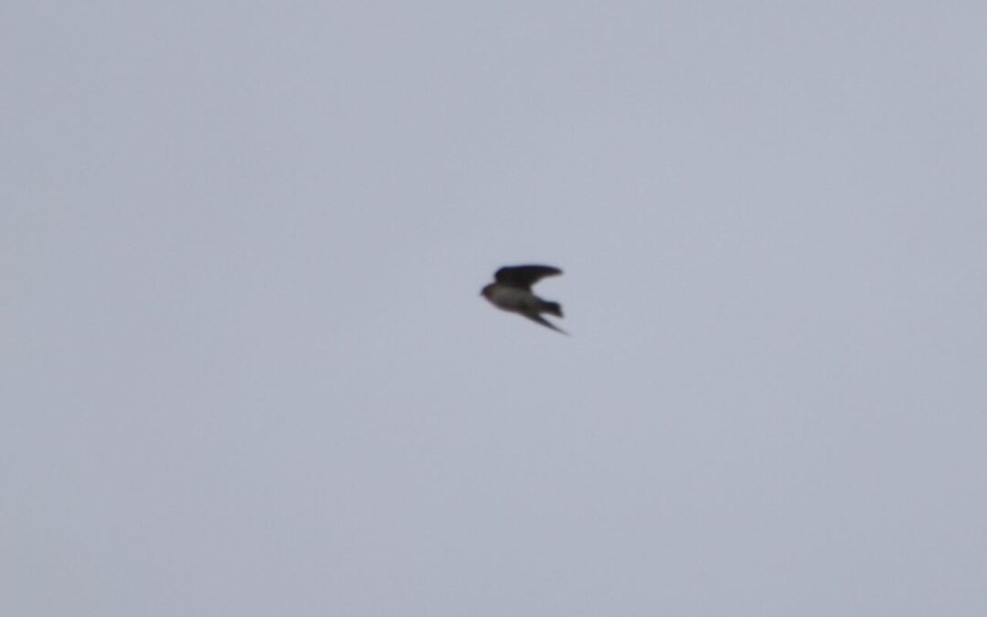 Week 45 Cave Swallow Week