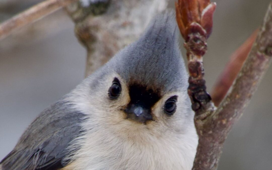 Feb 8 – Venturing out of hibernation….