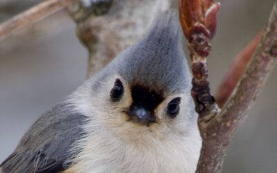 Feb 8 – Venturing out of hibernation….