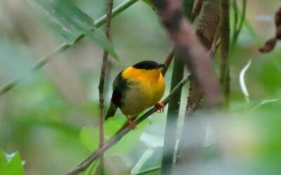 #9 Danta Corcovado Lodge March 28-30