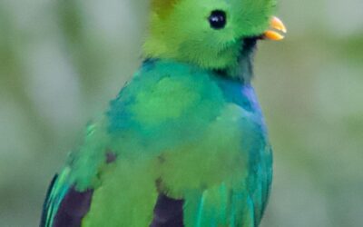 #2 Paraiso Quetzal Lodge and the Hunt for a Quetzal