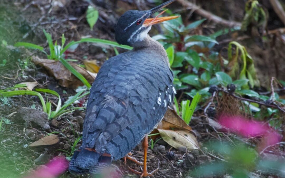 #3 Hotel Quelitales and the Sunbittern