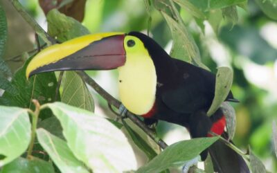 #5 Arenal Observatory Lodge March 19-22