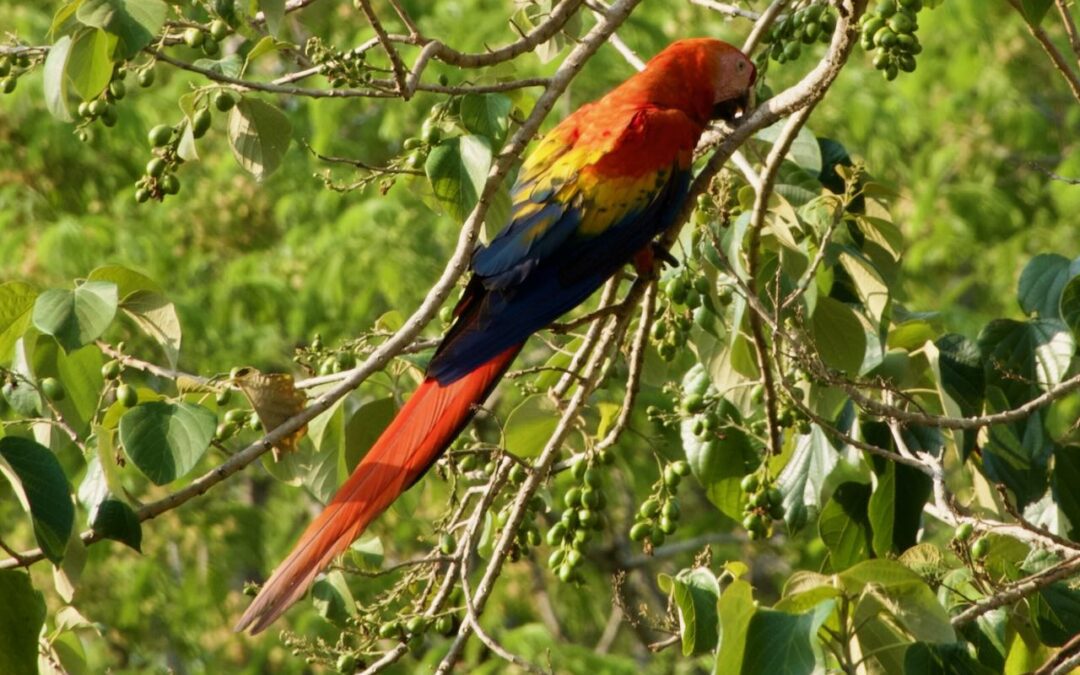 #8 Cerro Lodge and Tarcoles March 26-28