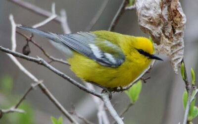 Pelee! Week 1