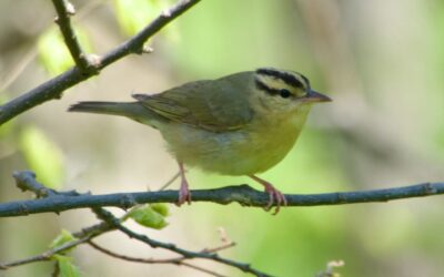 Pelee Week 2